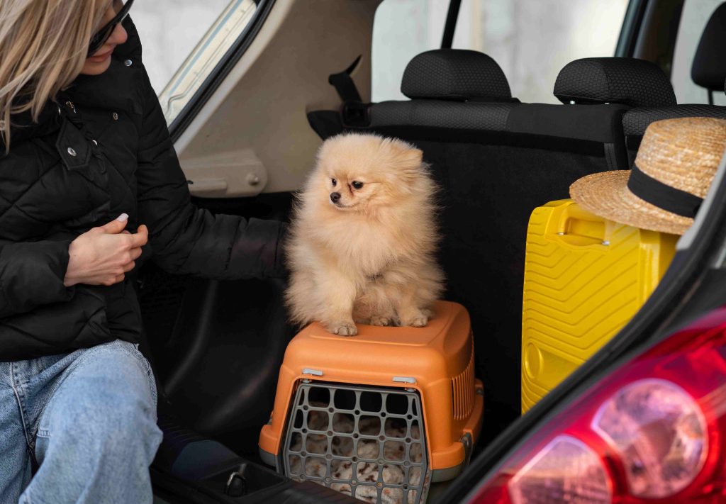 Travel Comfortably with Pets Using Car Rental in Dubai